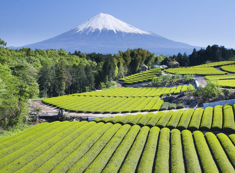 Hottest Paid TEFL Gigs of 2018 ✈️