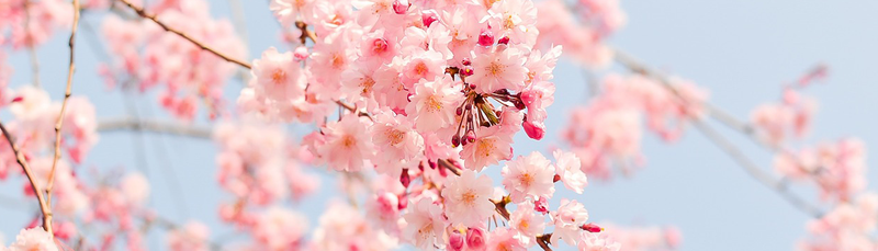 TEFL Guide: Japan