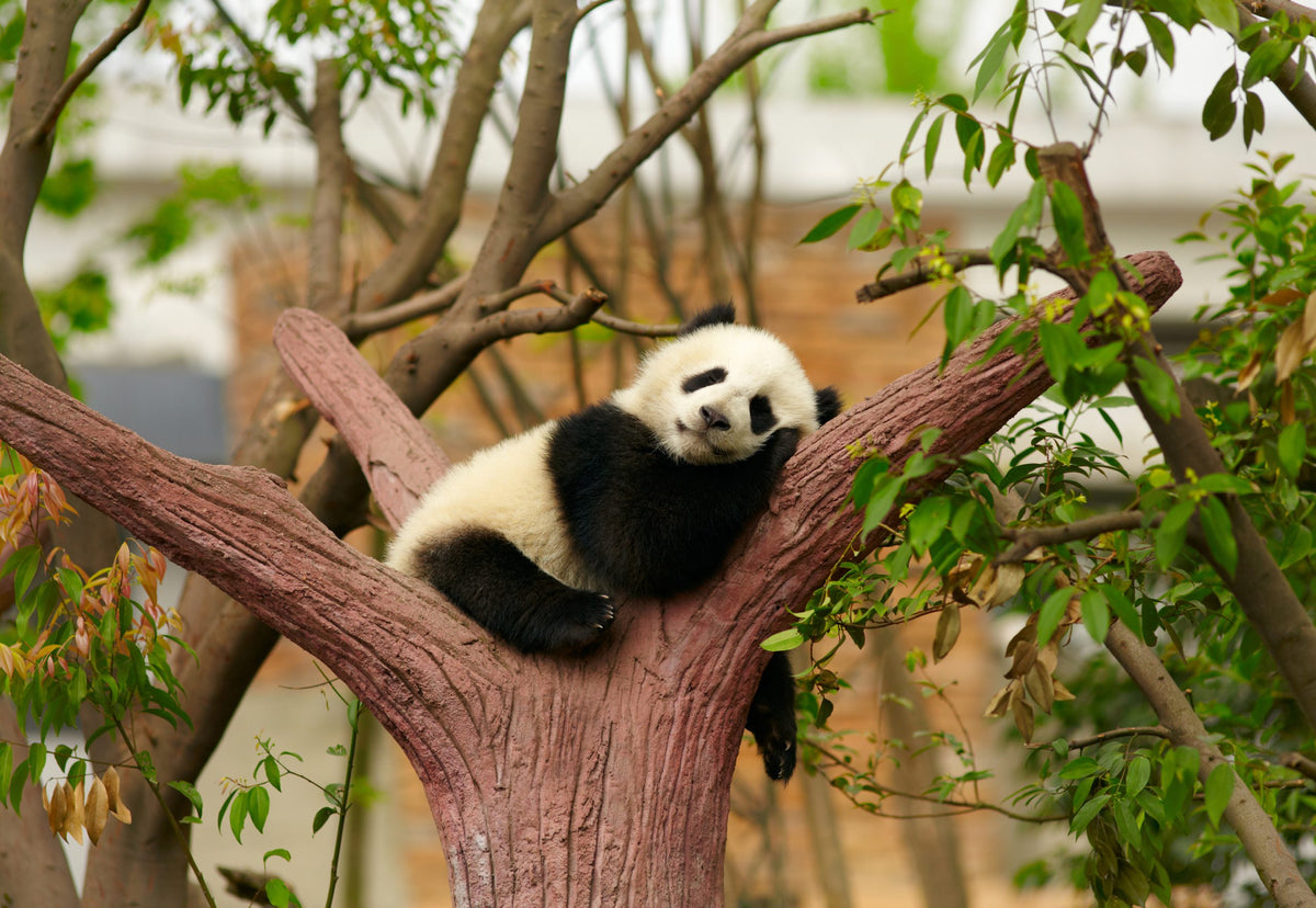 7 Reasons Why You NEED To Visit China
