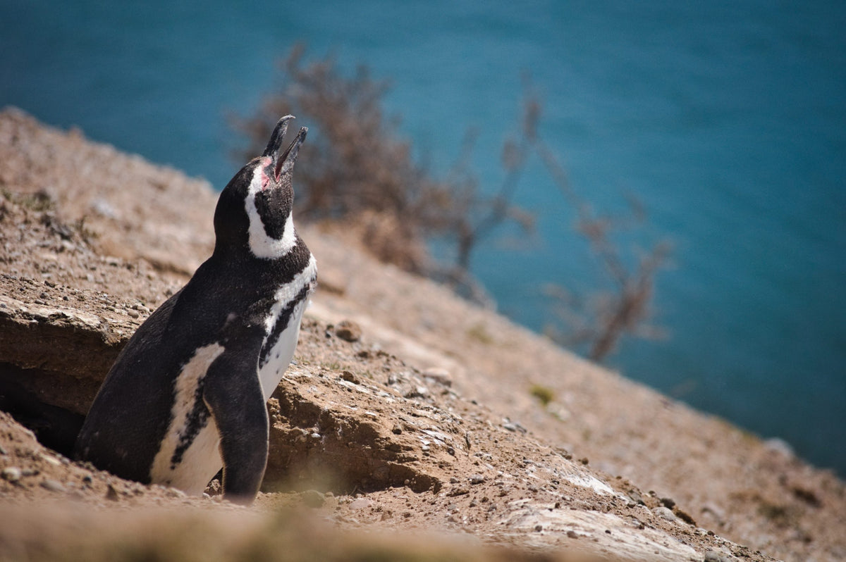 10 Best Things to Do While Teaching in Argentina