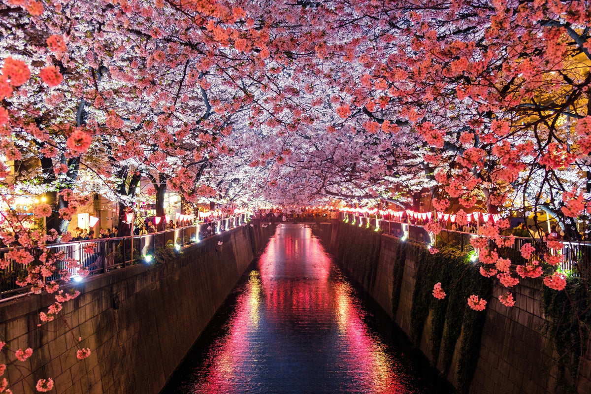Cherry blossoms and lanterns over a Tokyo canal, a favorite season for English teachers living in Japan