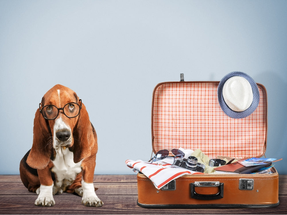 Can I TEFL With My Pet?