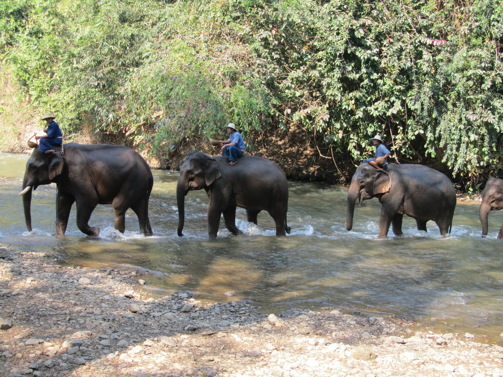 Elephants