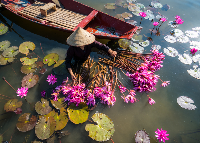 vietnam lily pad